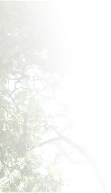 View of oak tree leaves from below with white gradient.